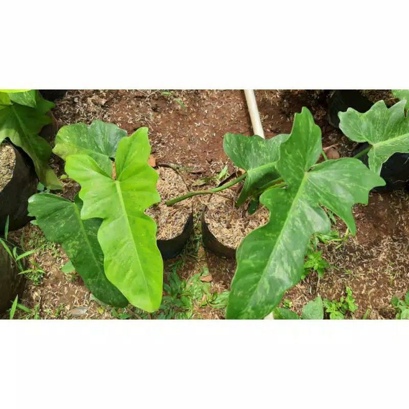 Tanaman hias pohon philodendron dragon lime fiddle