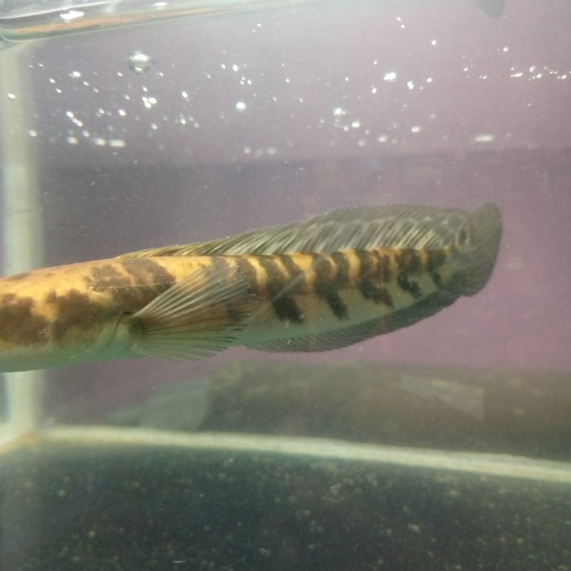 HARGA PROMO CHANNA YELLOW SENTARUM 11-13CM. HARGA TERMURAH