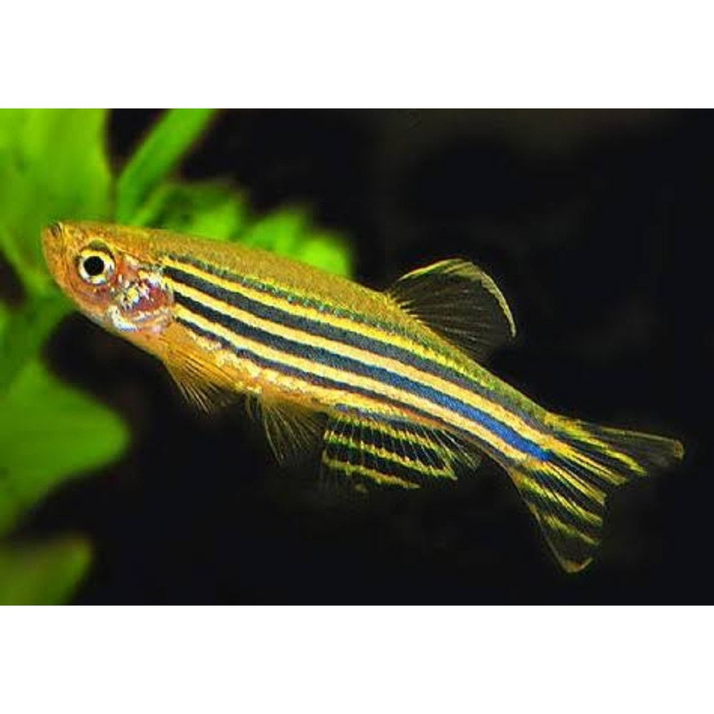 

Yellow Danio