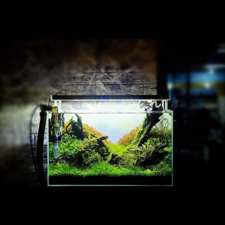 Nickz Aquascape Natural Bonsai Fullset Tank 60