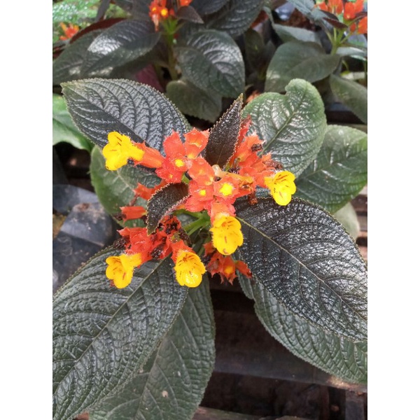 TANAMAN HIAS MIANA BANGKOK / TANAMAN HIAS MIANA BLACK / TANAMAN HIAS JAWER KOTOK / TANAMAN HIAS MIAN