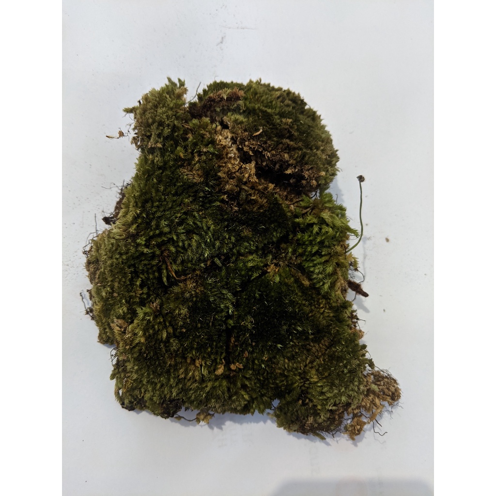 Lumut Forest Moss Volume 1kg