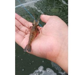 Bibit Udang Galah Rp 1.000/ekor