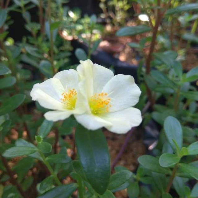 Stek mossrose hijau epal