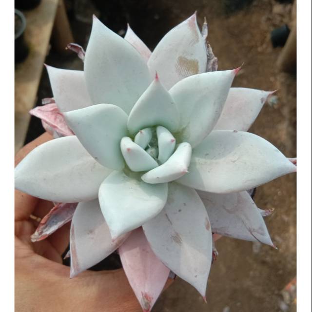 Sekulen echeveria putih