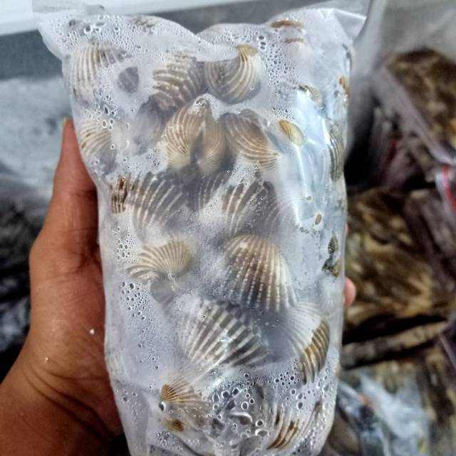 

Kerang darah