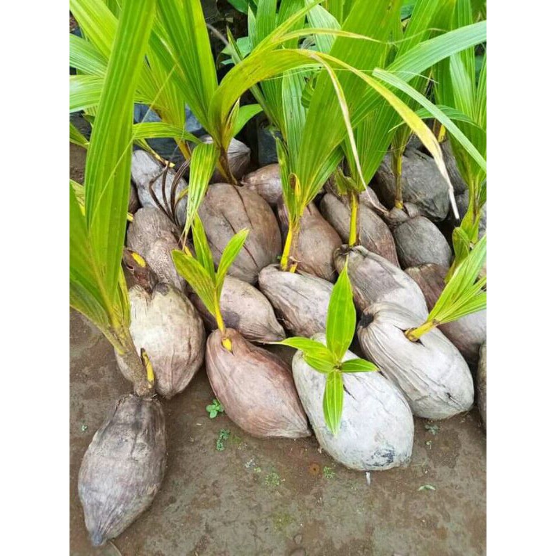 

Kelapa genjah (kelapa pendek)