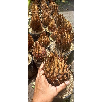 palem sikas bonggol jumbo