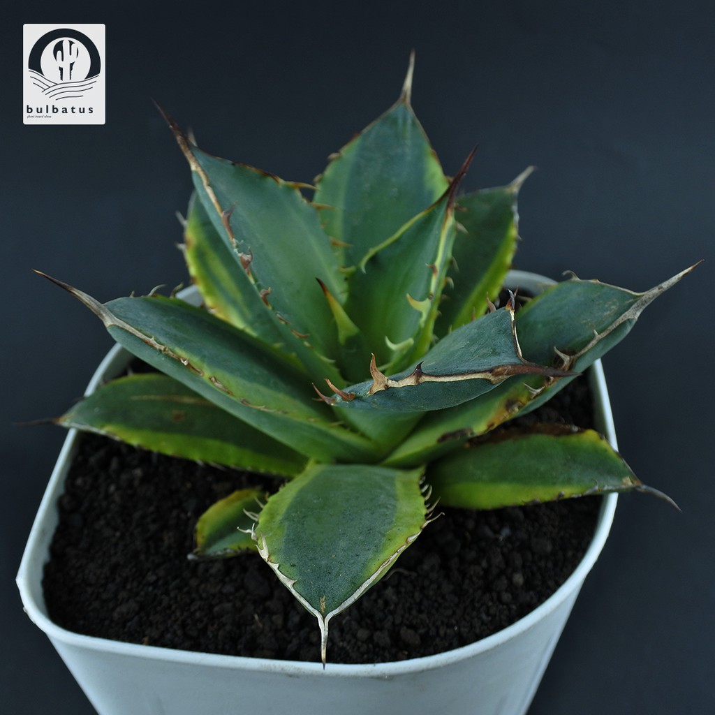 Sukulen Agave titanota variegata