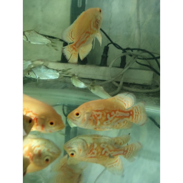 Oscar tiger albino full marking pedas 6-8cm