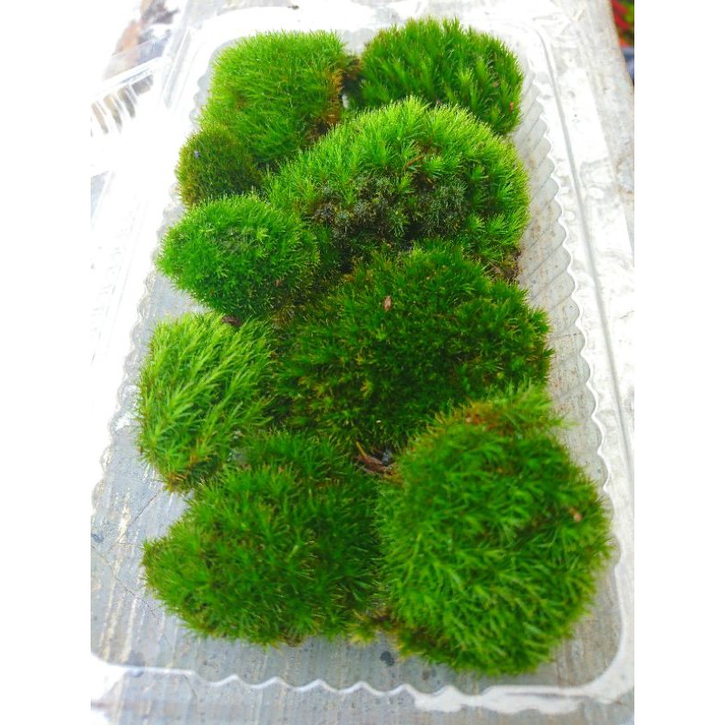 Moss darat paludarium/terrarium/vivarium porsi mika murah