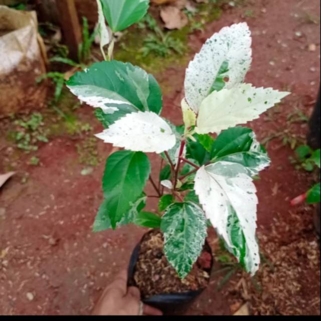 Tanaman Kembang sepatu variegata