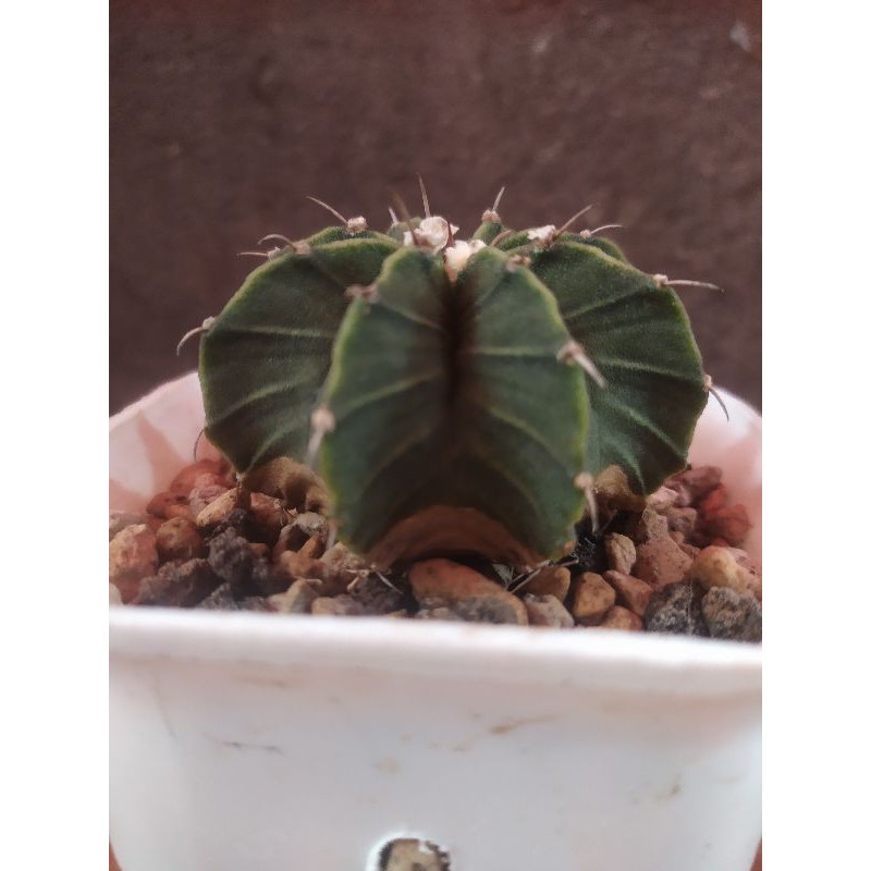 cactus kaktus LB Hybrid 8Ribs Duri 1