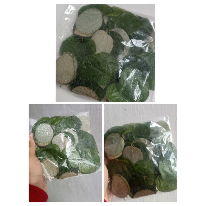 

Daun bidara Arab fresh