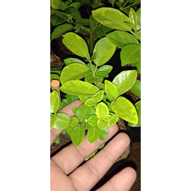 sancang varigata |bahan bonsai sancang