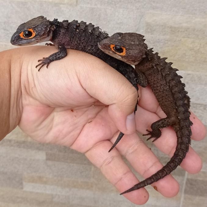 Crocodile Skink / Kadal Duri Mata Merah