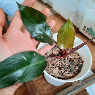 Promo Terbaru Tanaman hias philodendron pink princess Promo Terbaru Tanaman hias philodendron pink princess