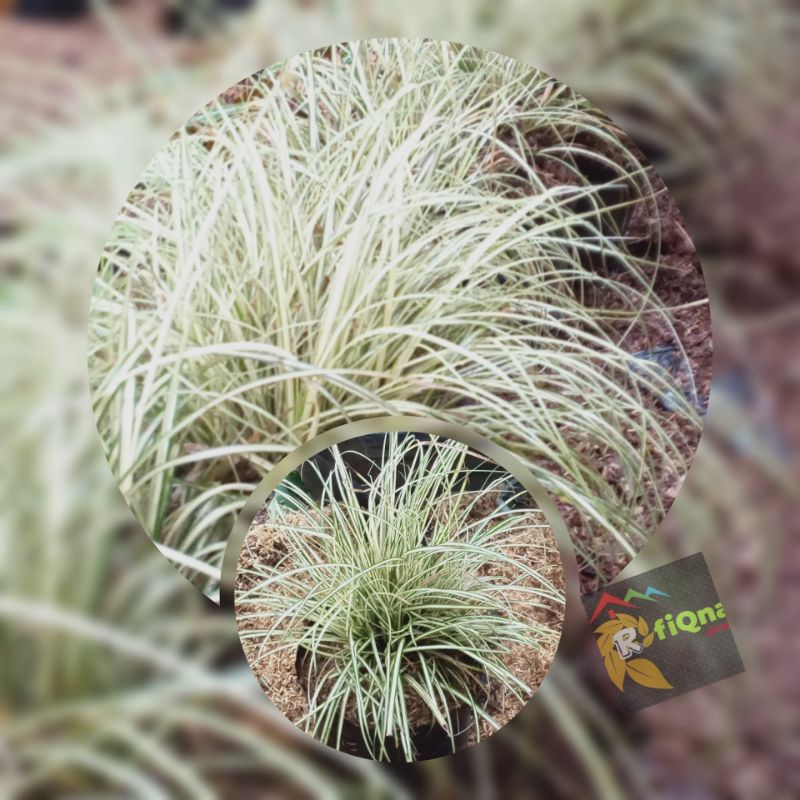 RUMPUT PATIMAH putih/tanaman hias/alang-alang mini/alang2 putih/kucai mini putih