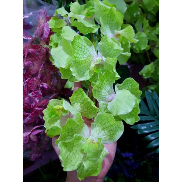 anggrek latex premium