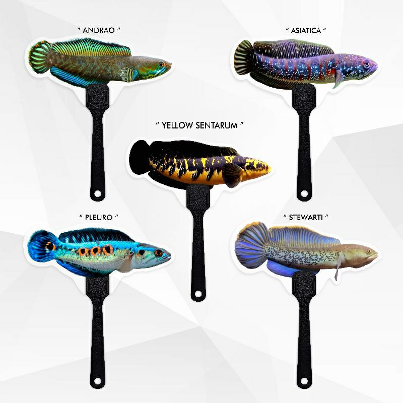 Wayang Ikan Channa Andrao , Pleuro , Asiatica , Stewarti , Sentratum