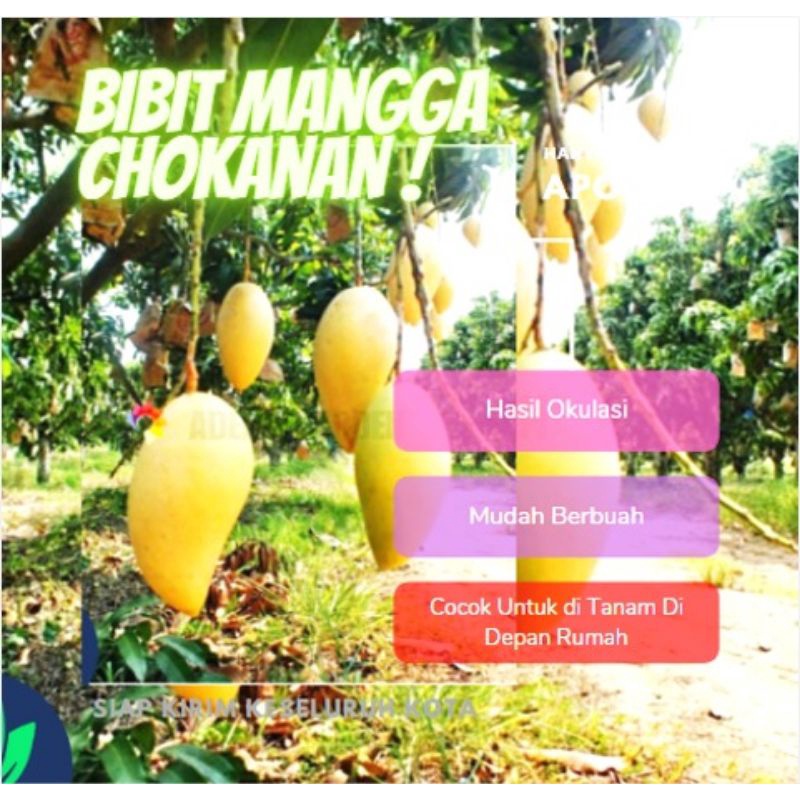 Siap Kirim TERLARIS Bibit Tanaman Buah Mangga Chokanan