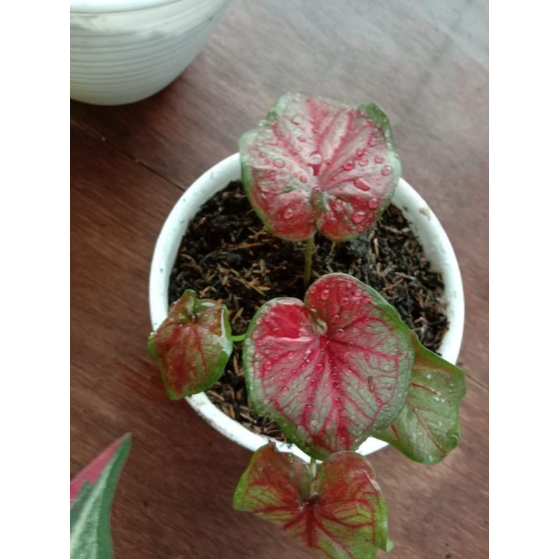Caladium Red Stardust