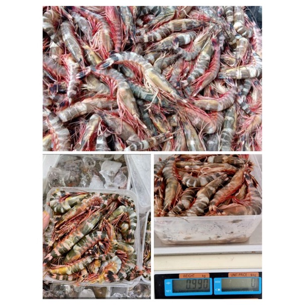 

udang Tiger windu Frozen box 1kg, udang laut, udang tambak, besar besar, udang lampung