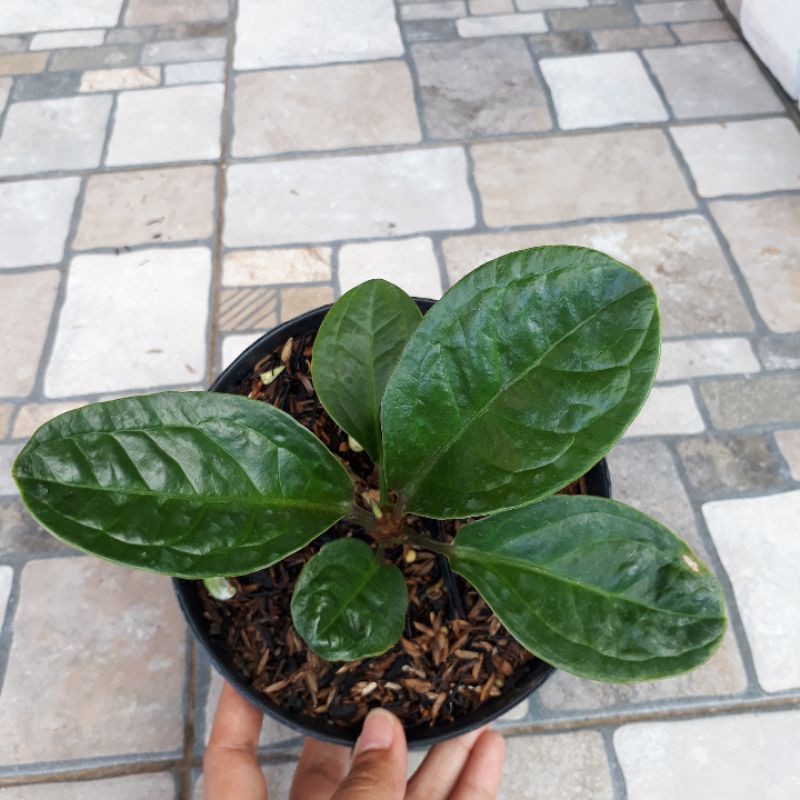 Jemani mangkok Curly