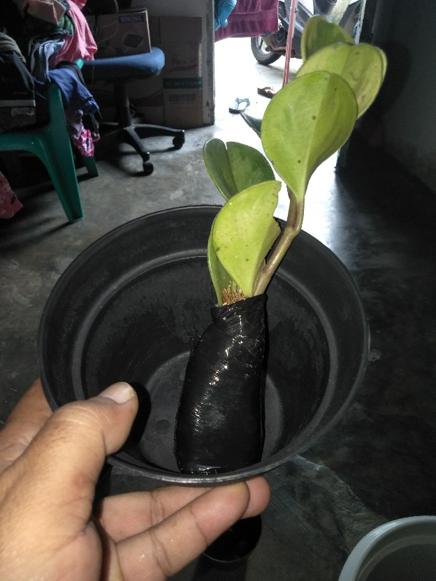 Murah Tanaman Hias Indoor Paperomia Hijau - Jade