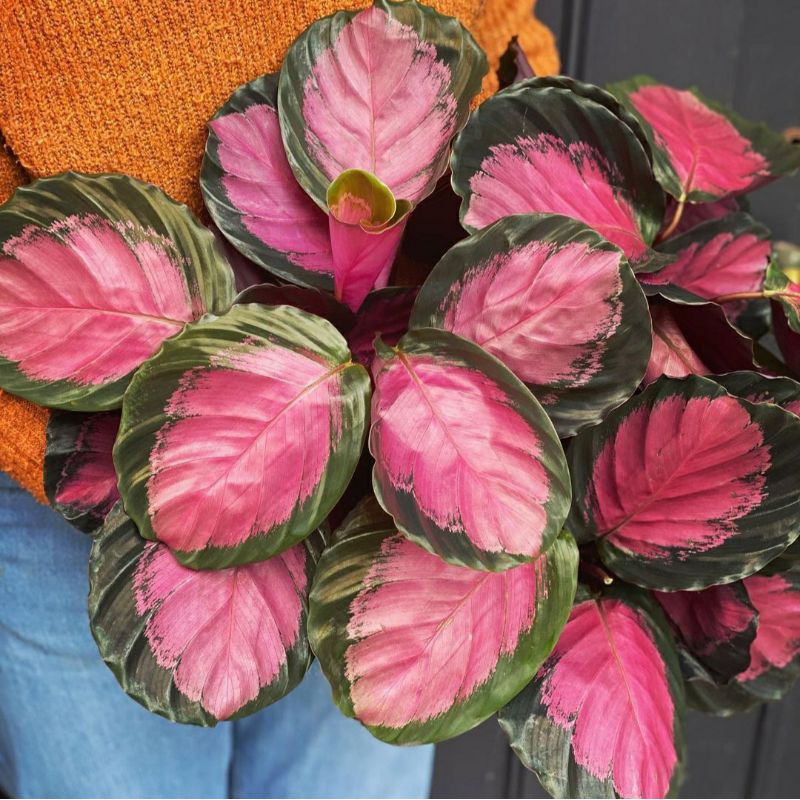 Tanaman Hias Bunga Calathea Murah Calathea Crimson Ungu
