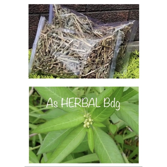 

Daun patikmas kering / daun katemas kering / daun kastroli kering-az