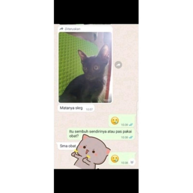 Tetes mata merah iritasi kucing