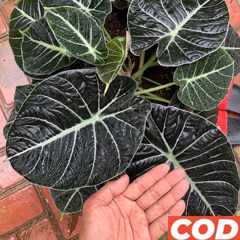 Alocasia Black Velvet Keladi Remaja Rimbun Murah Tanaman Hias