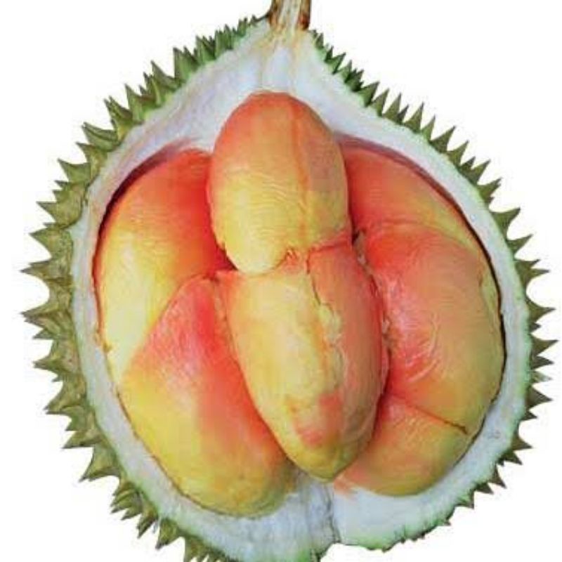 Bibit durian pelangi terlaris