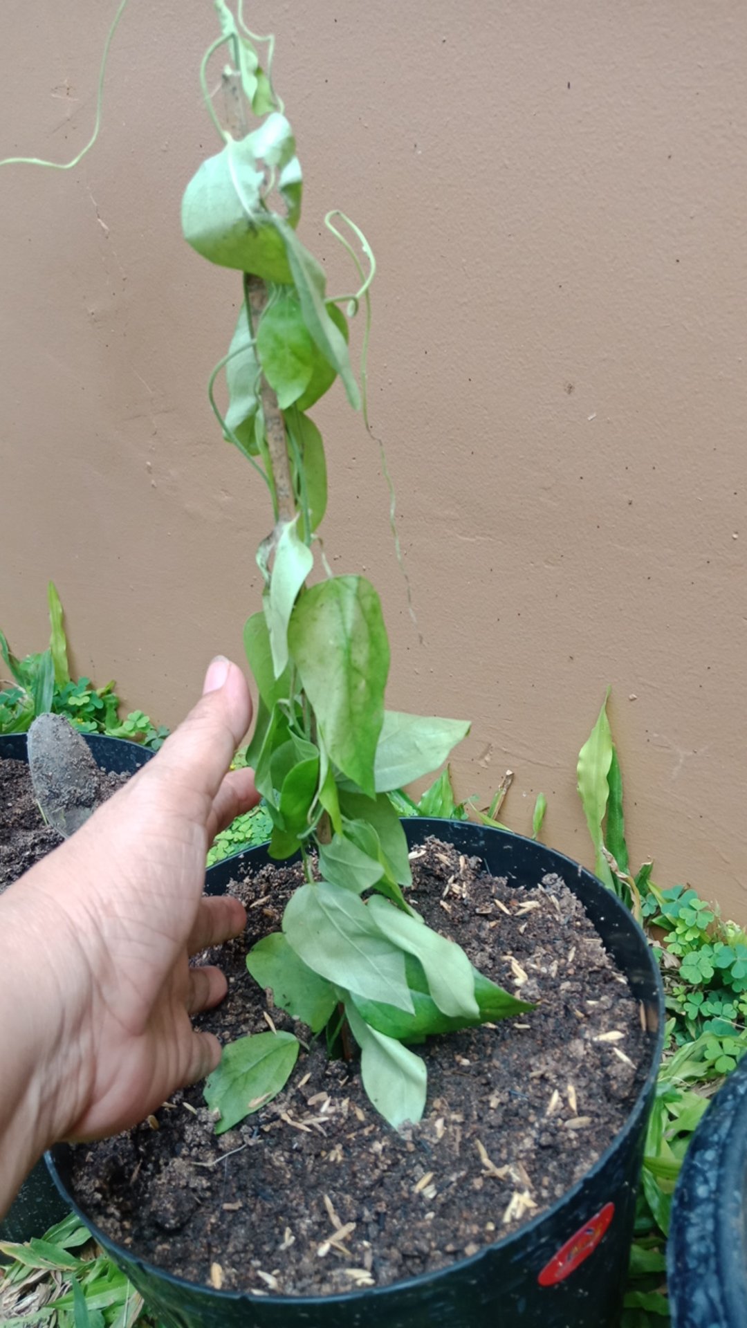 Bibit Daun Cingcau Merambat