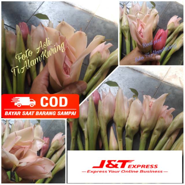 

Bunga kecombrang/rombeh / bunga honje segar fresh 100gr