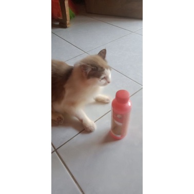 shampo kucing  anti kutu