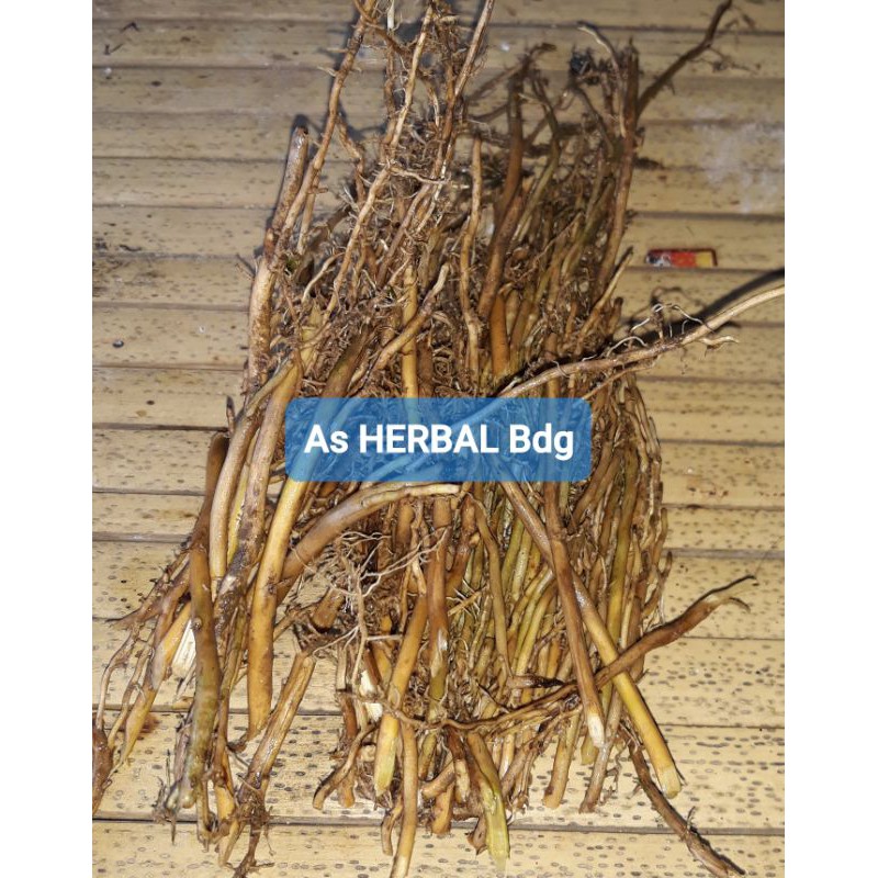 

Akar Bambu Kuning Segar 250 gram-az