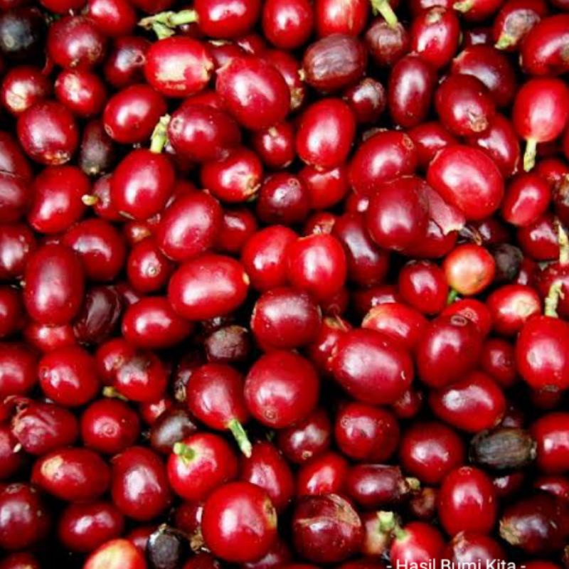 Biji Kopi 1Kg Cery Cerry Cherry Masih Berkulit merah Bibit Kopi Merah Arabika Sidikalang Cery Cherry