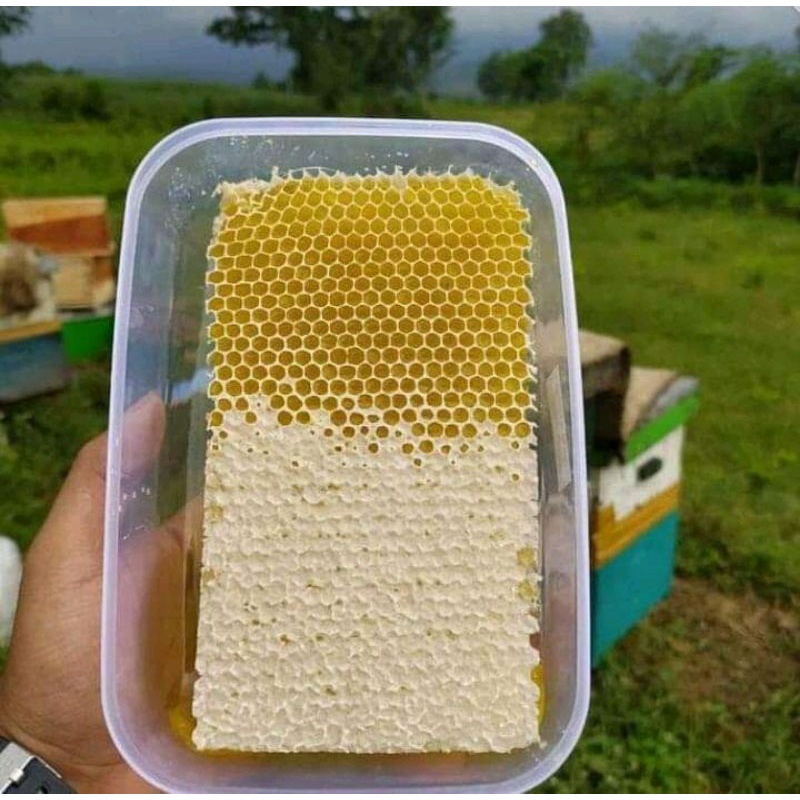 

madu sarang