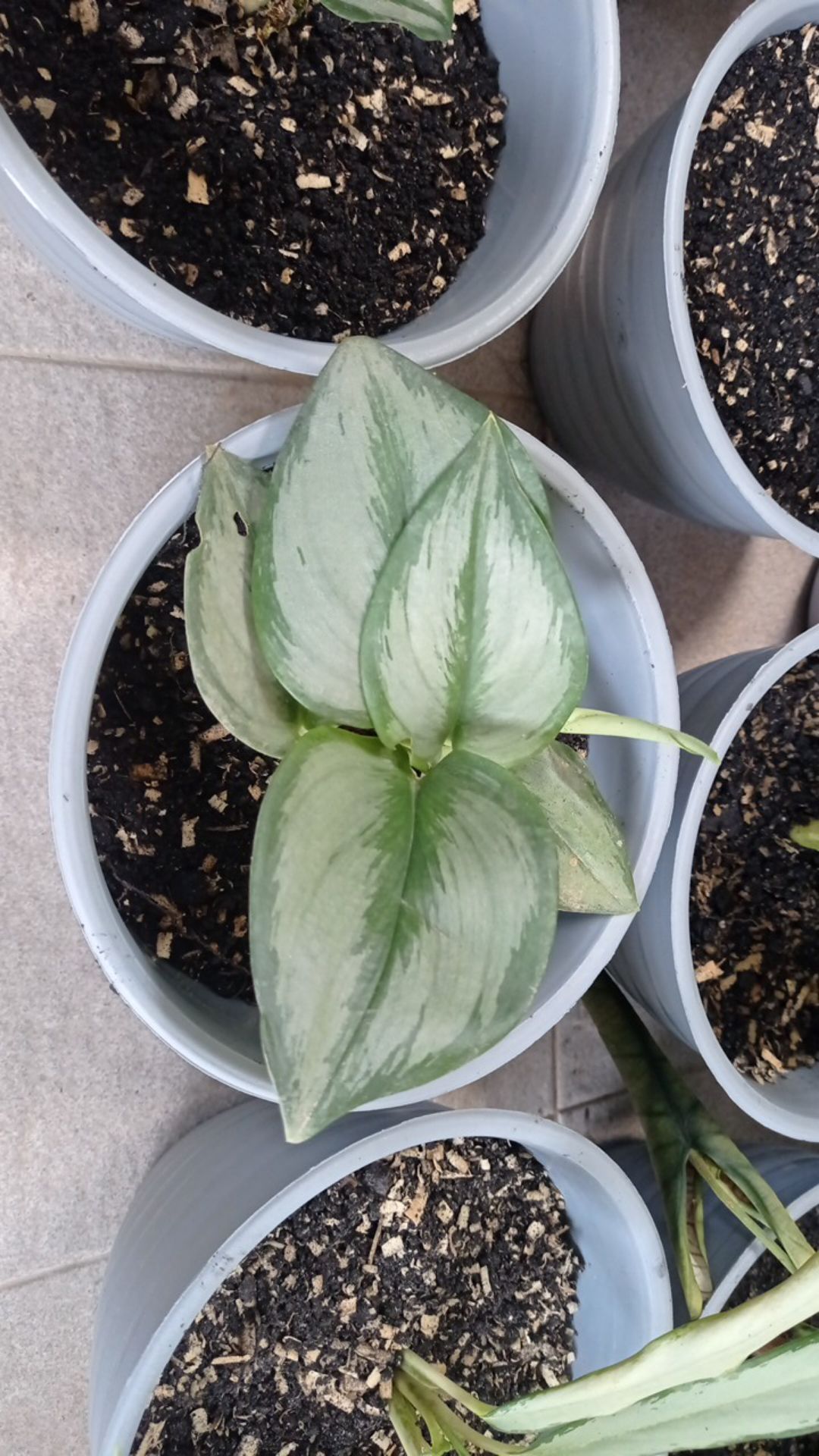 Scindapsus Moonlight Treubii