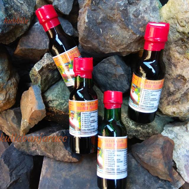 Getah ajaib buah merah obat tradisional khas papua indonesia