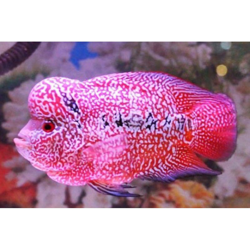 Ikan Lohan/Louhan Kamfa X SRD ukuran 4-7 cm