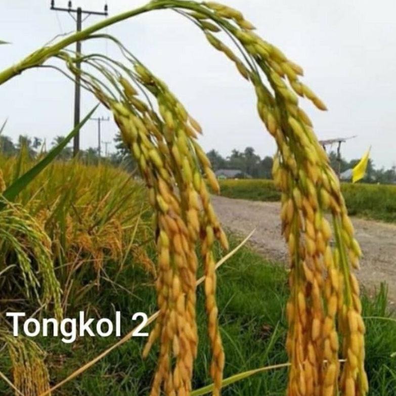 RWW COD tongkol2 jumbo benih padi Galur lokal Aceh berkualitas.↓♀ (Ready)Terlaku. ↓