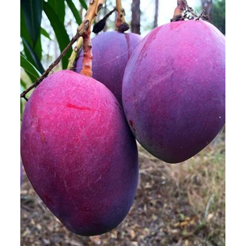 Bibit Mangga Irwin Super