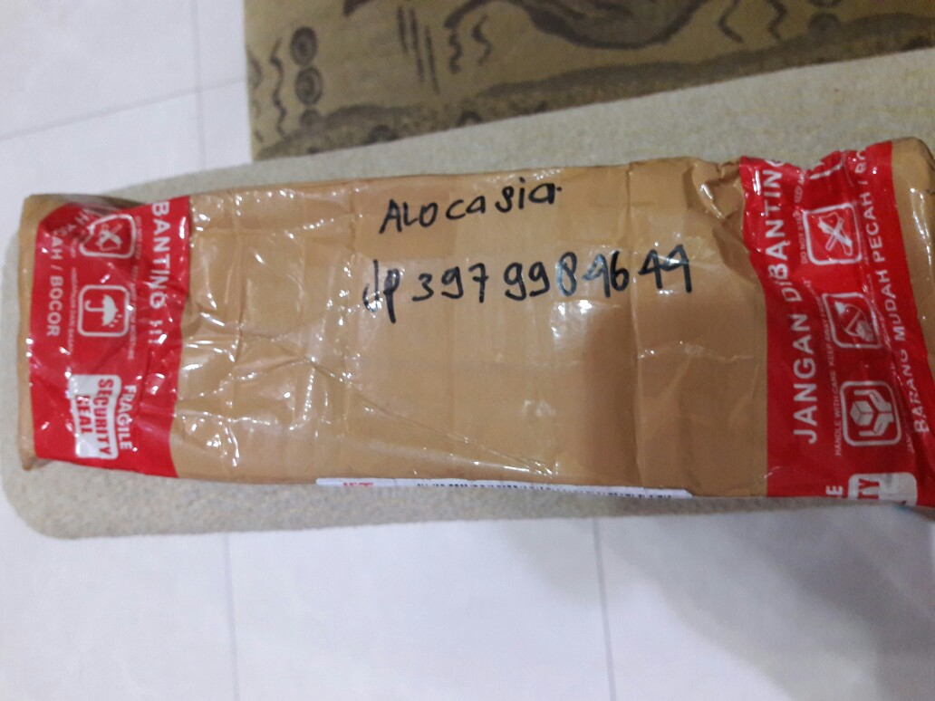 Bonggolan Alocasia Rigina