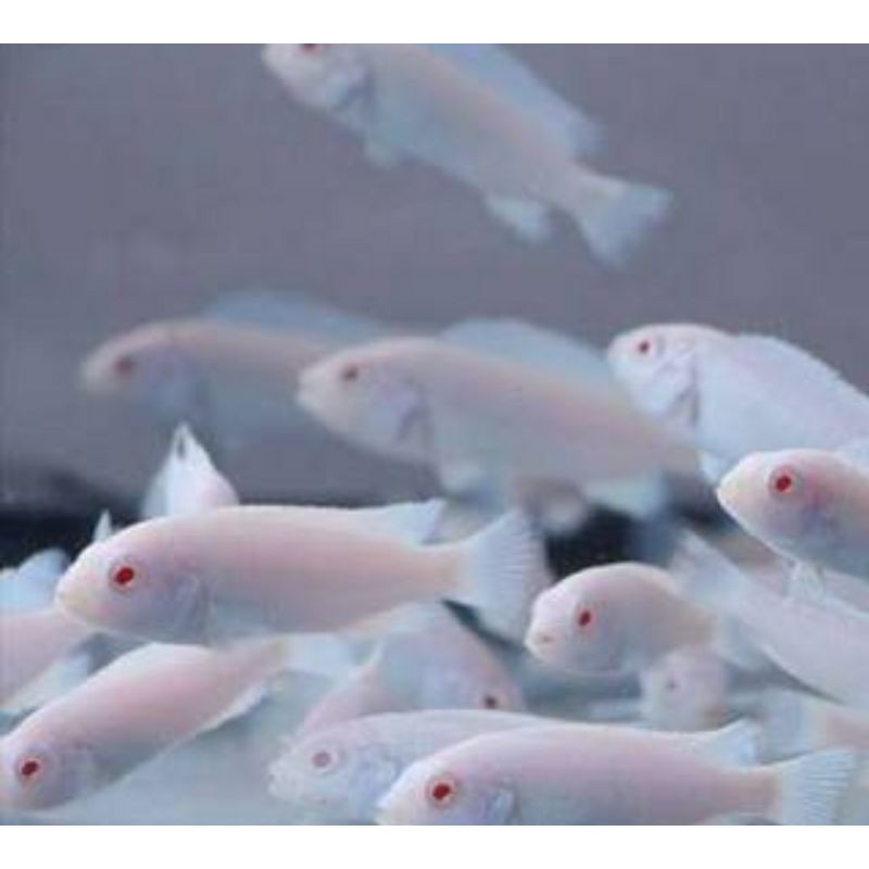 

ikan siklid snow white