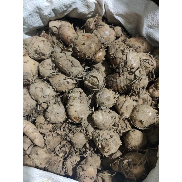 

Biang kunyit