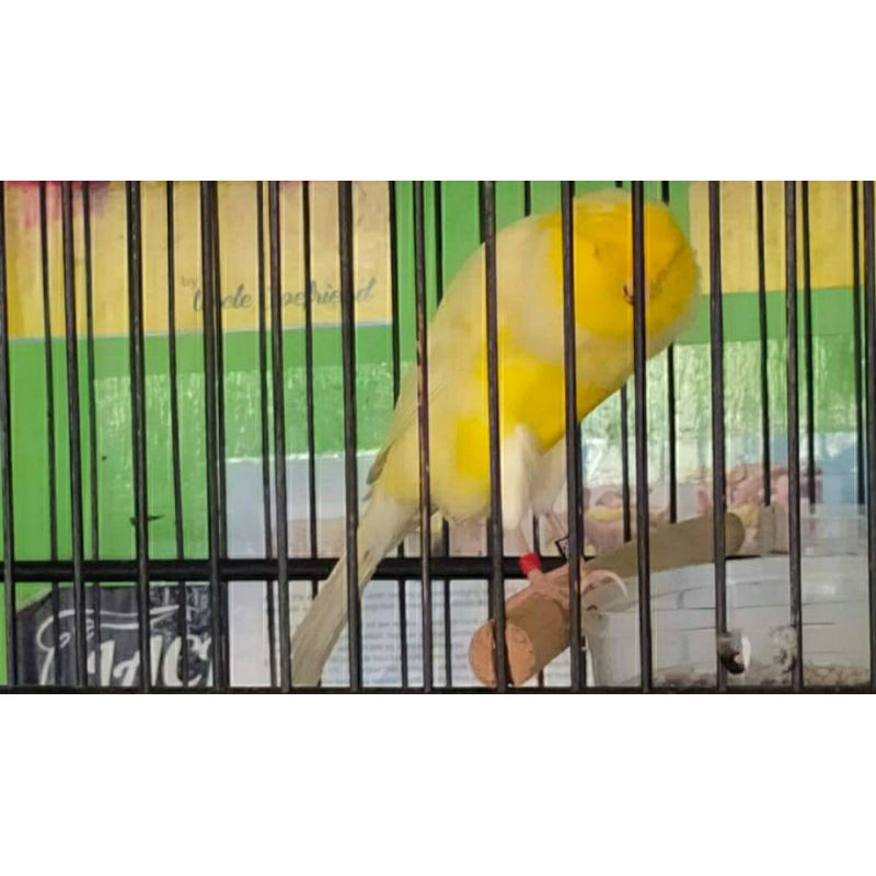 kenari yorkshire Foi 19