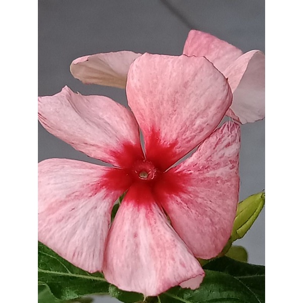 vinca gantung mix